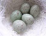 Nest mit 5 Eiern