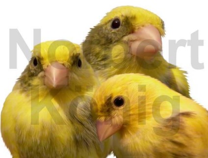Kanarienvögel