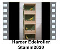 Harzer_Edelroller_Stamm_2020