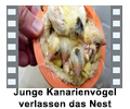 Junge Kanarienvögel verlassen das Nest