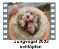  Jungvögel 2022 schlüpfen